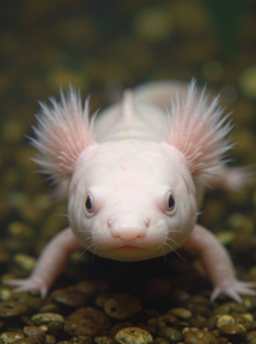 axolotl — closeup