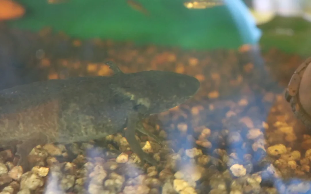 How Does an Axolotl Rebuild a Lost Limb?