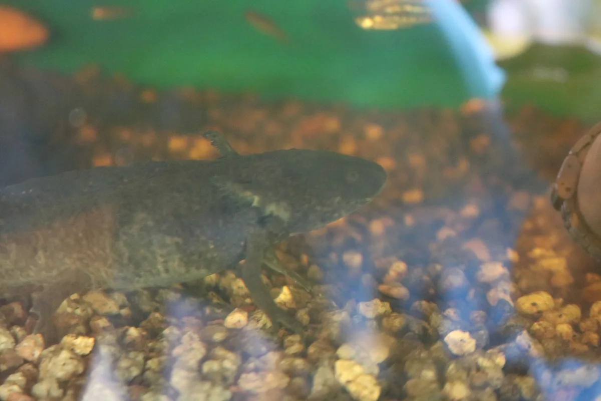 How Does an Axolotl Rebuild a Lost Limb?
