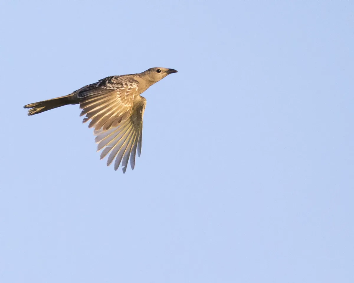 How Does the Bowerbird Create Perspective with Color?