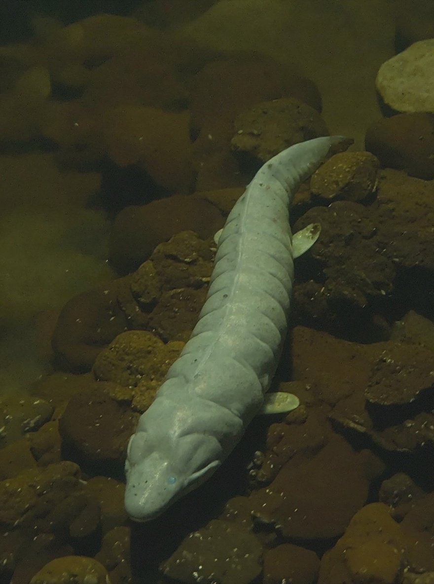 caecilian — habitat