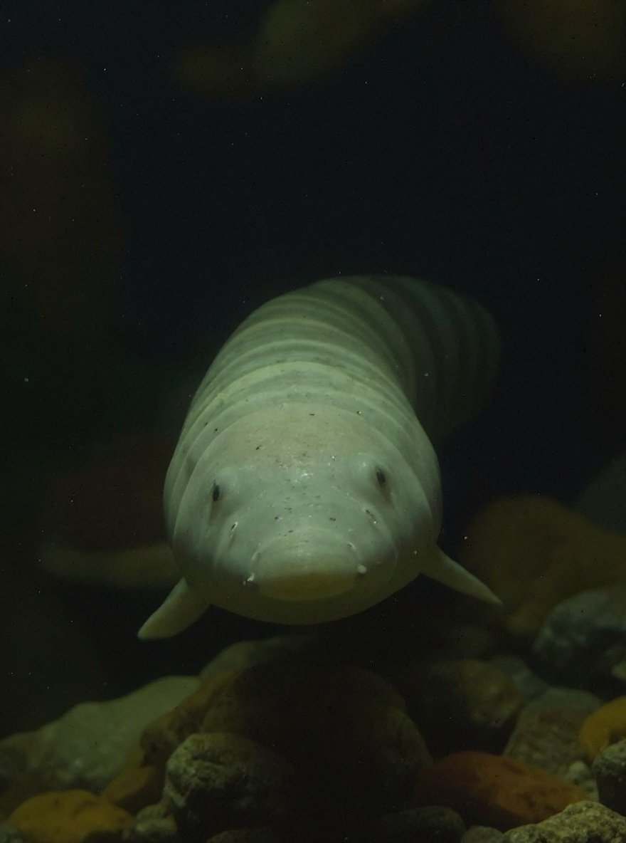 caecilian — detail