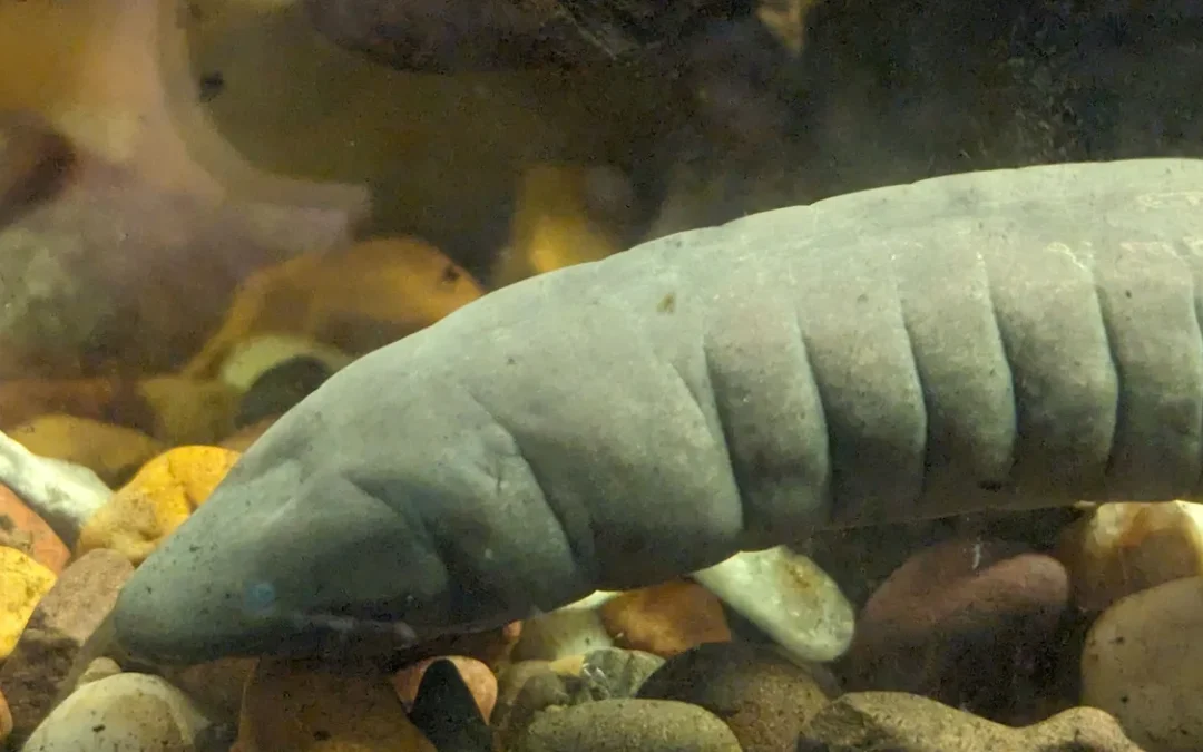 How Does a Caecilian Find Its Way Underground Without Seeing?