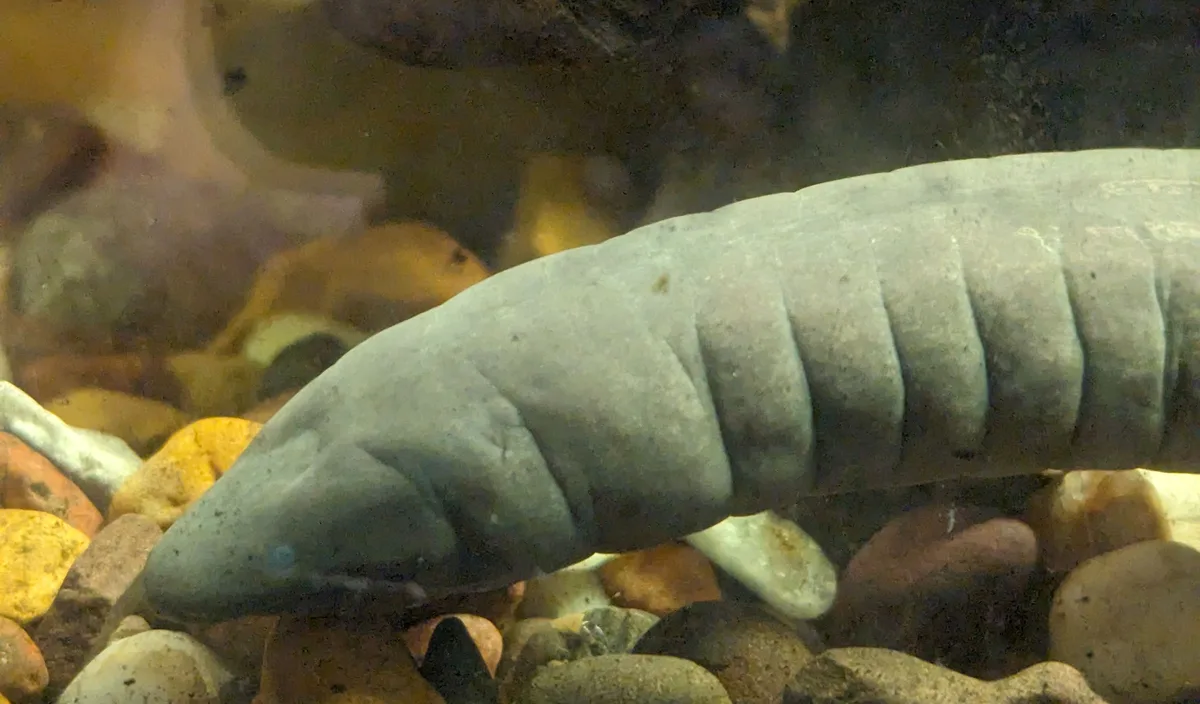 How Does a Caecilian Find Its Way Underground Without Seeing?
