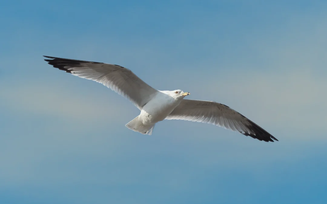 A gull bends its wings while maneuvering over a windy coastline.