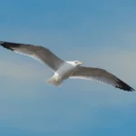 A gull bends its wings while maneuvering over a windy coastline.