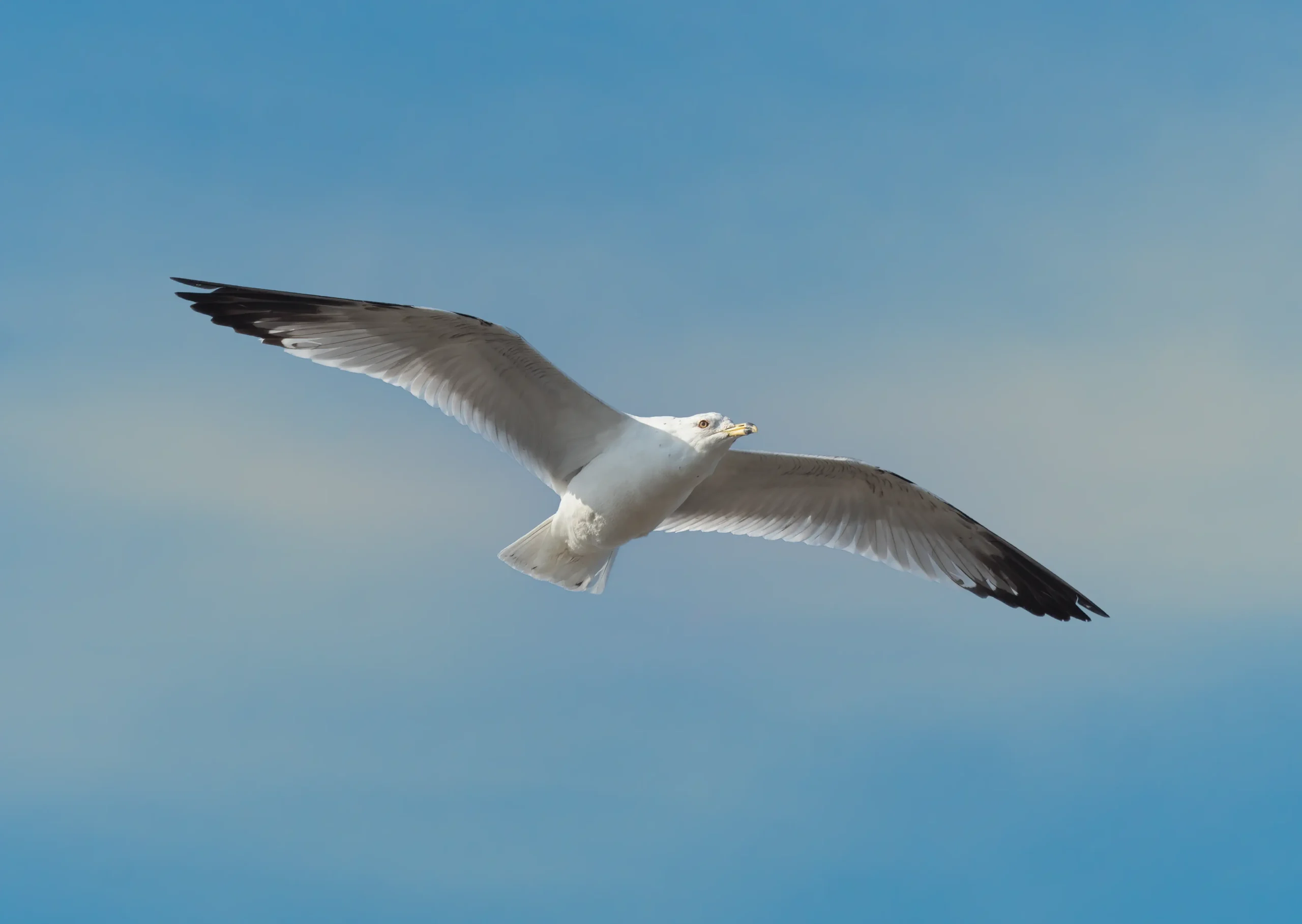 A gull bends its wings while maneuvering over a windy coastline.