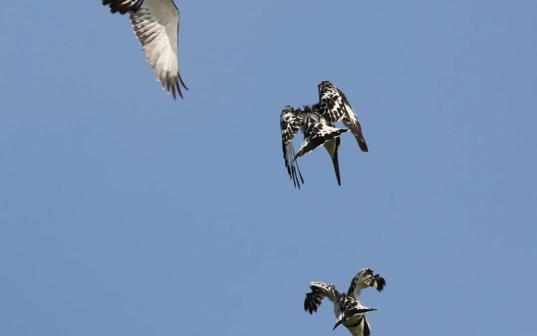 A pied kingfisher dives toward clear water with its long straight beak entering smoothly.