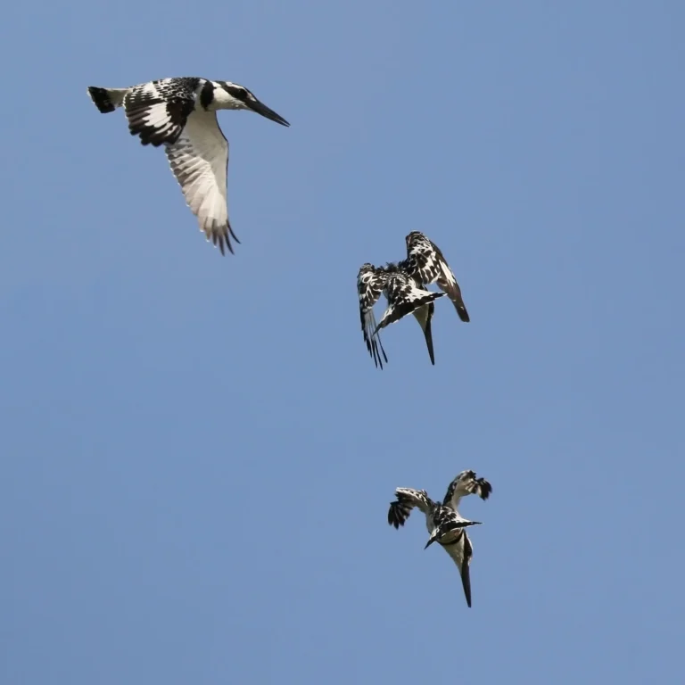 How Did the Kingfisher’s Beak Inspire High-Speed Trains?