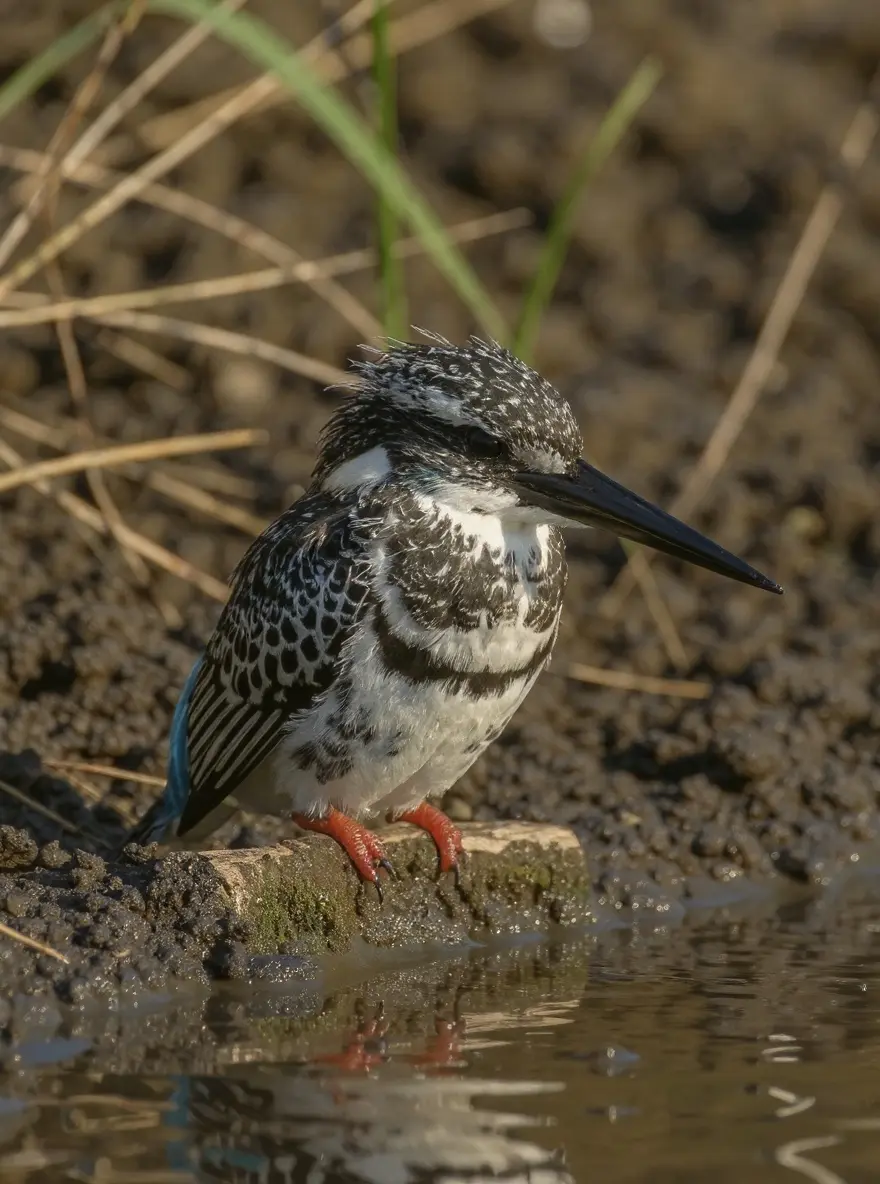 A pied kingfisher perches on a branch above clear water in a green riverbank habitat.