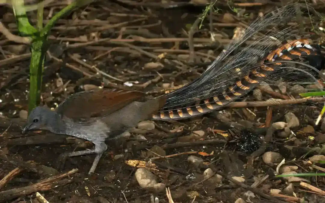 A superb lyrebird stands on leaf litter in an Australian forest, its long lyre-shaped tail visible.