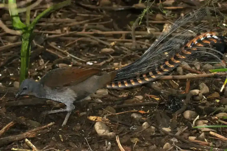 How Does the Lyrebird Imitate Sounds So Well?