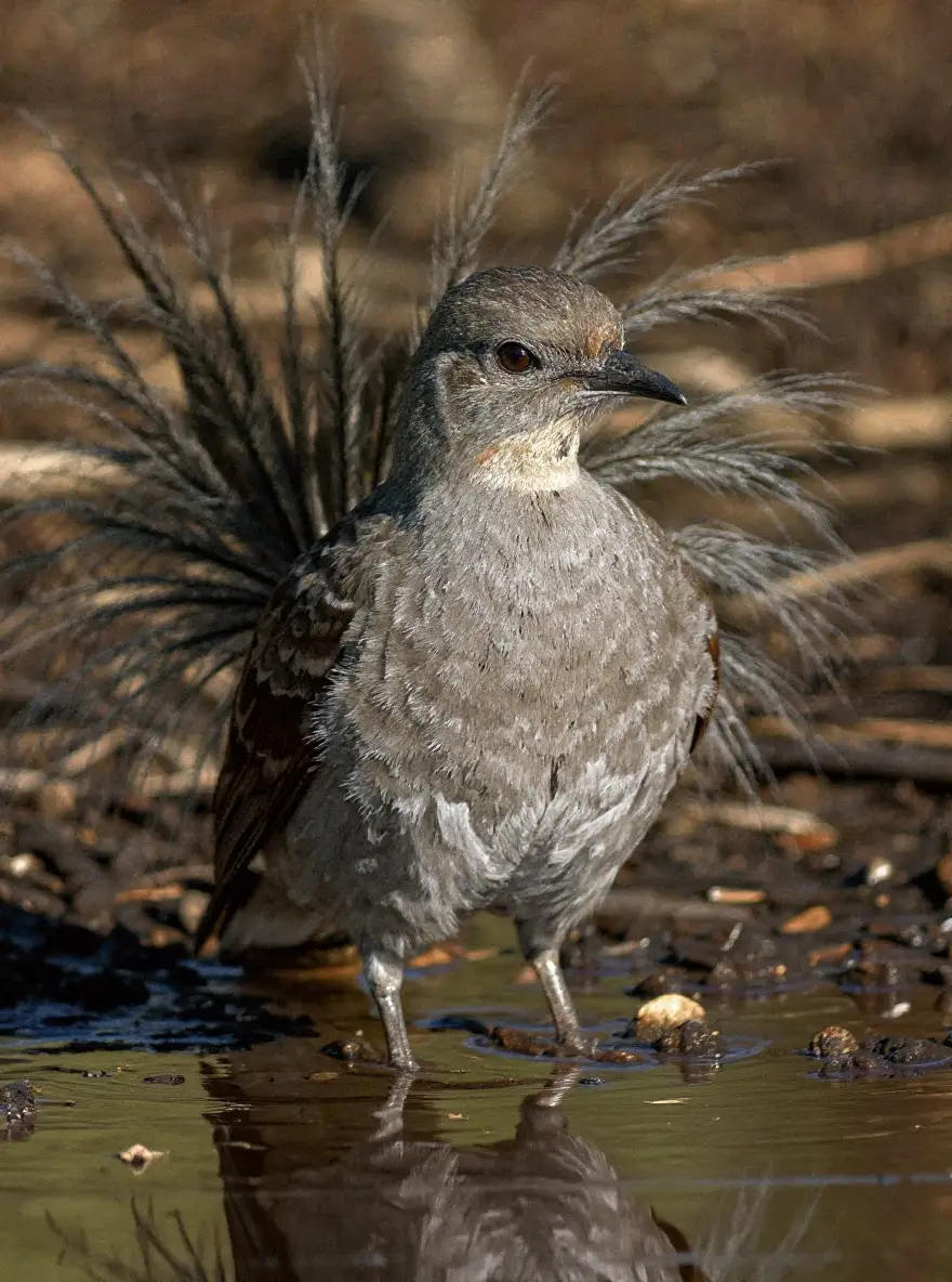 Een liervogel zingt met open snavel in de onderlaag van het bos.