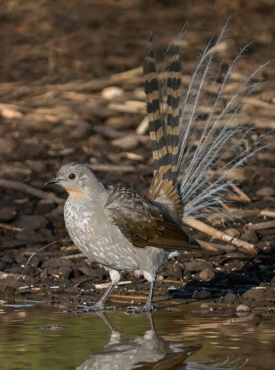 Een volwassen mannetjesliervogel heft zijn lange liervormige staart in zijaanzicht.