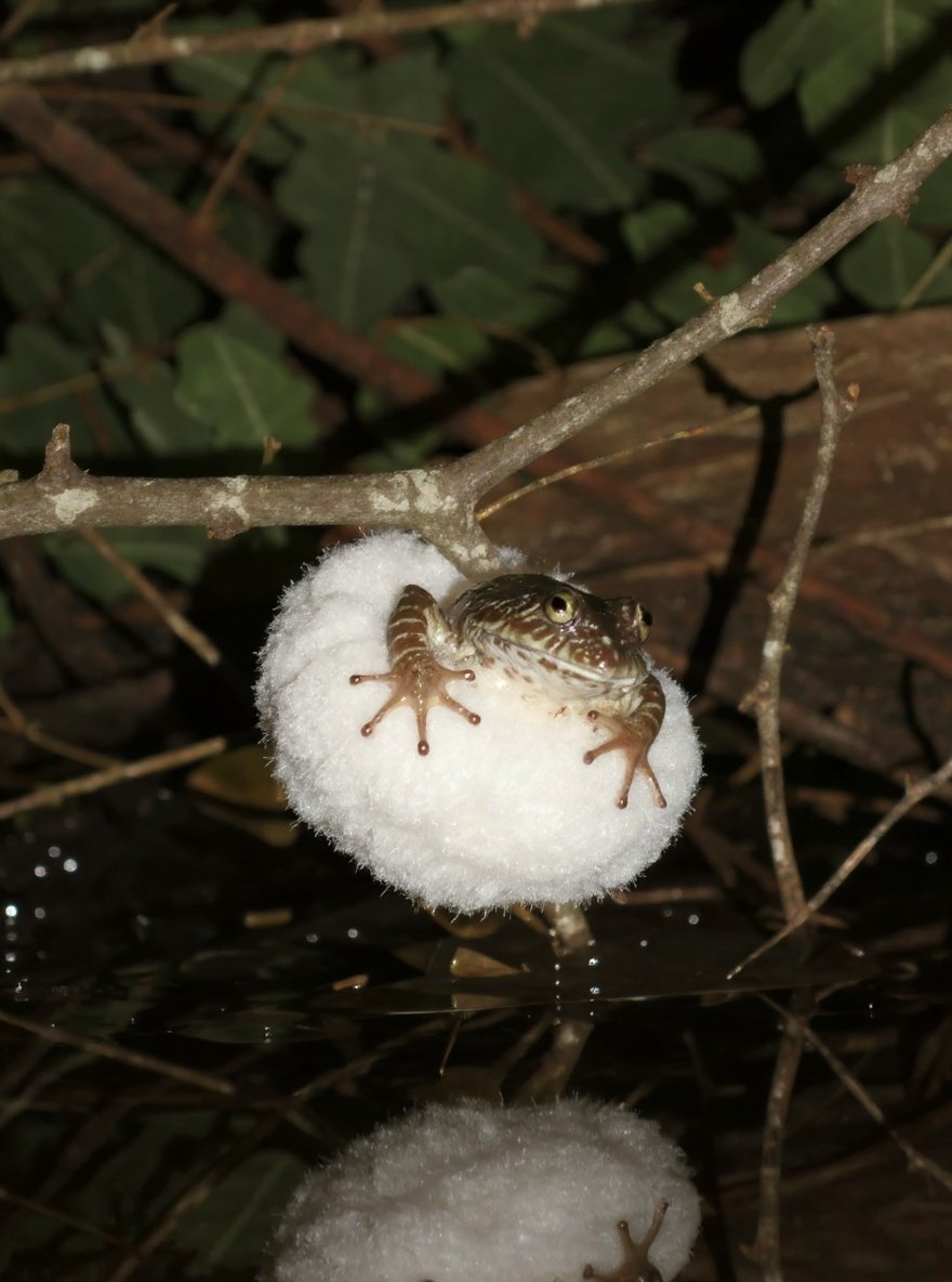foamnest — habitat