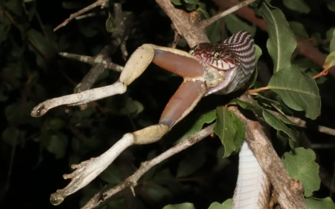 How Does a Foam-Nest Frog Protect Its Eggs?