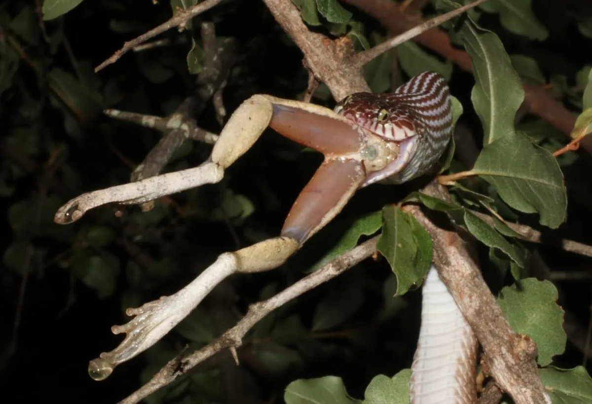 How Does a Foam-Nest Frog Protect Its Eggs?