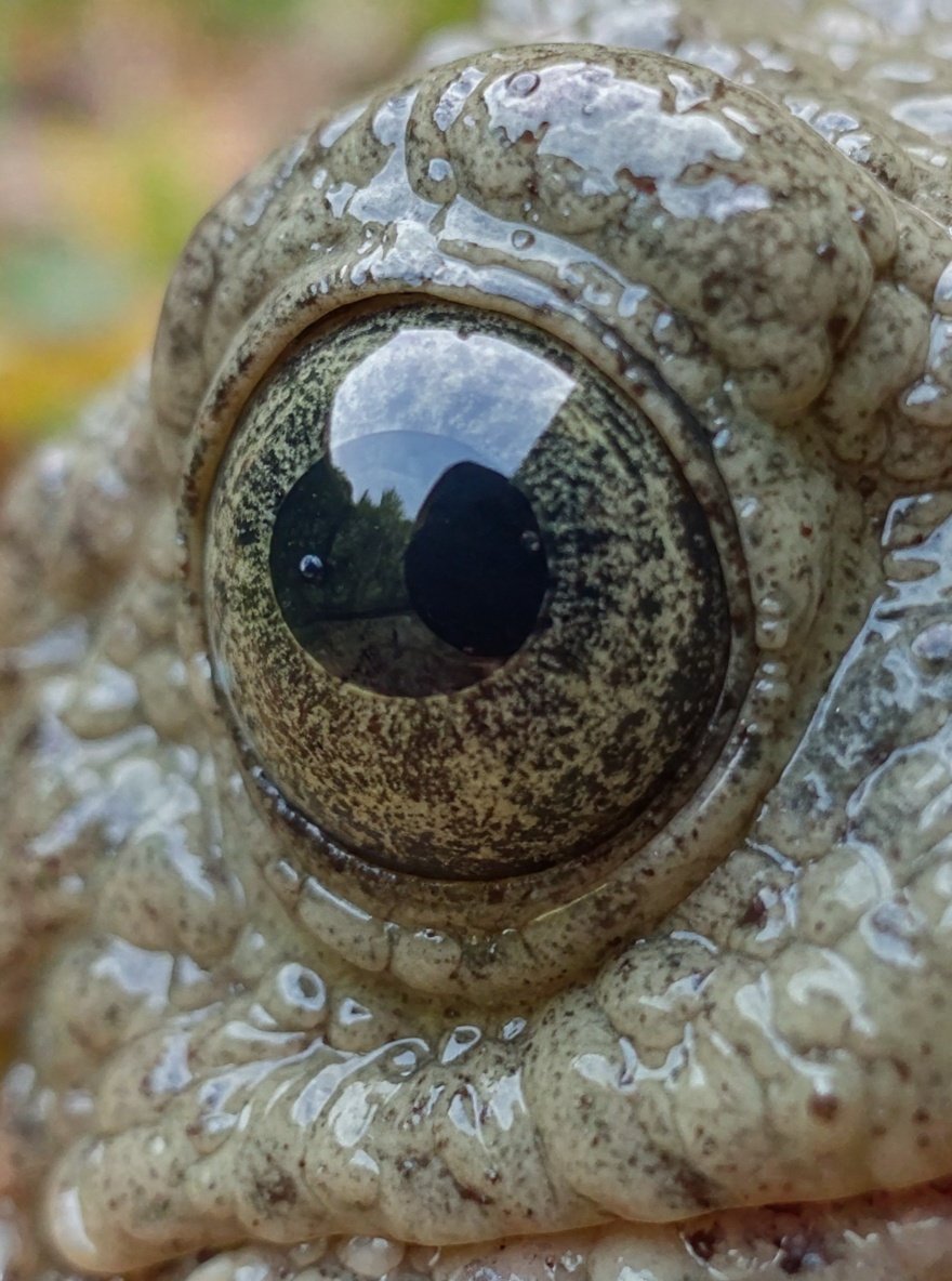 frogeye — detail