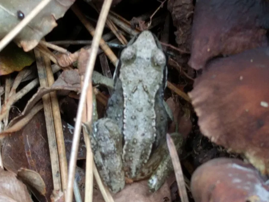 Why Do Frogs Retract Their Eyes When Swallowing?
