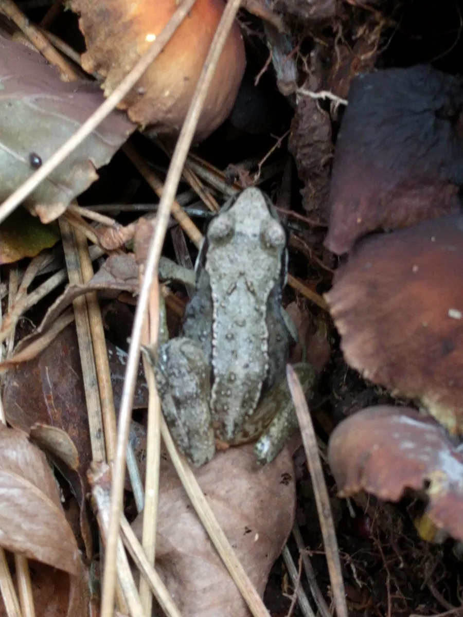 Why Do Frogs Retract Their Eyes When Swallowing?
