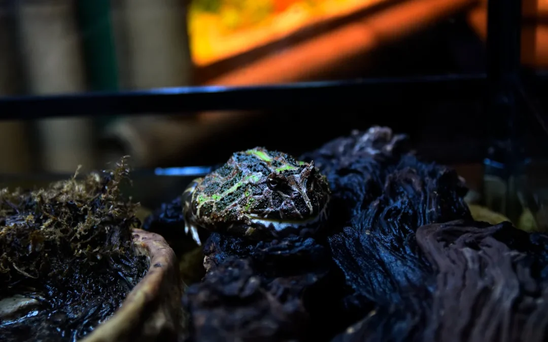 How Does a Frog’s Tongue Stick to Its Prey Instantly?