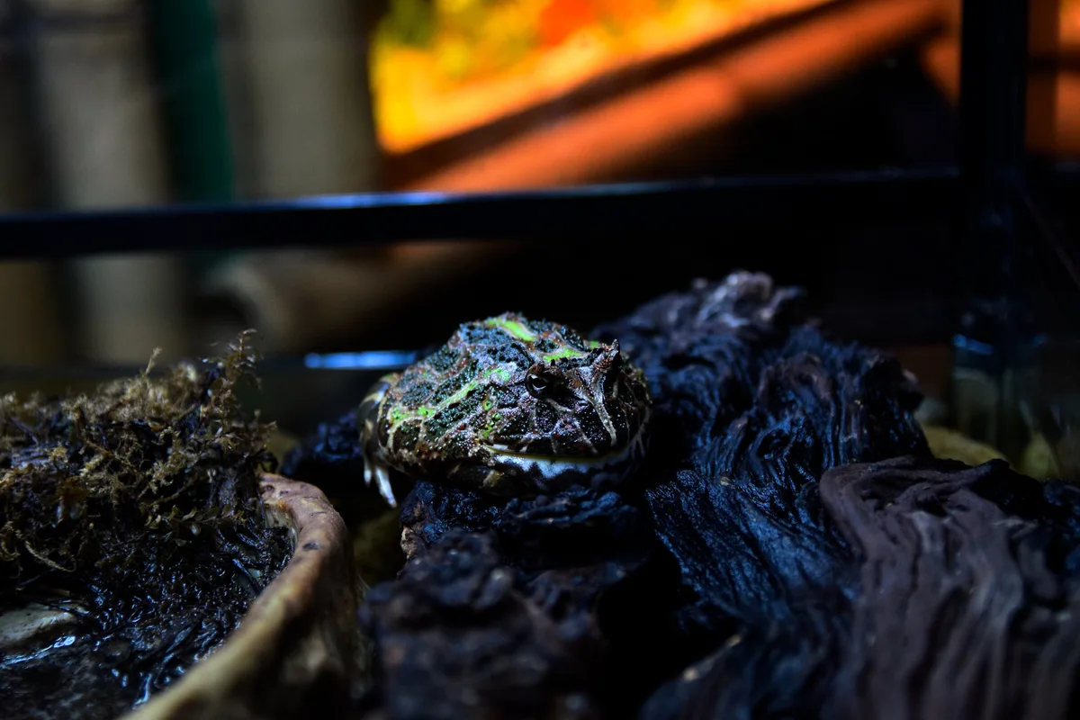 How Does a Frog’s Tongue Stick to Its Prey Instantly?