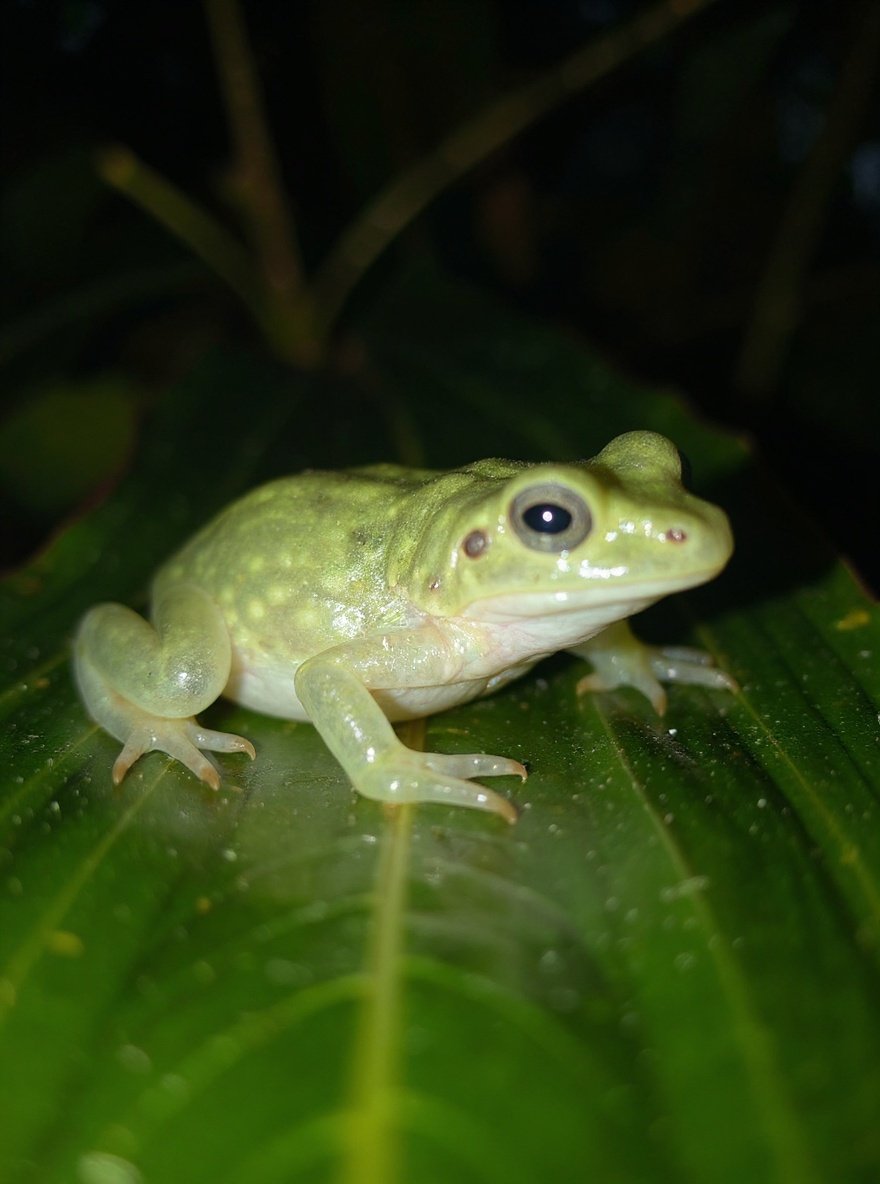 glassfrog — detail