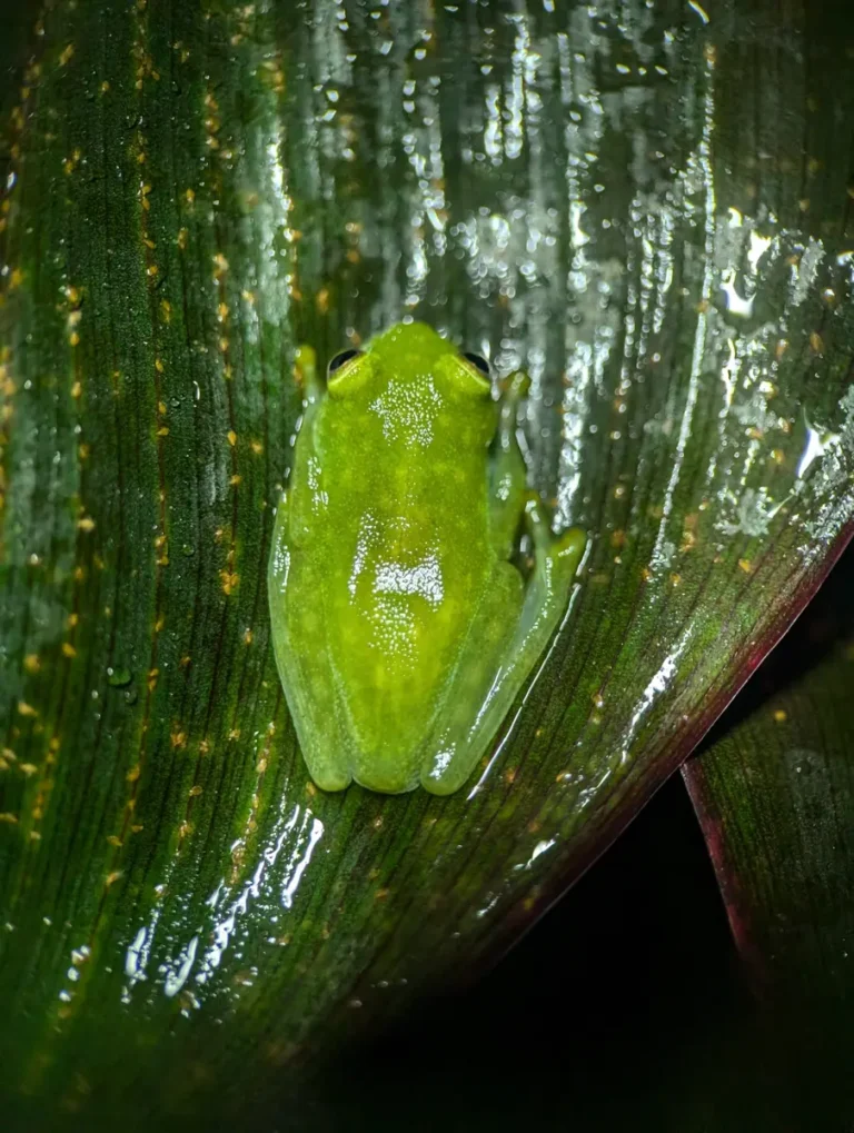 How Does the Glass Frog Turn Transparent? The Tiny Creature That Hides Its Blood While Sleeping