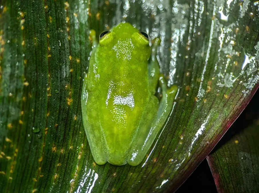 How Does the Glass Frog Turn Transparent? The Tiny Creature That Hides Its Blood While Sleeping