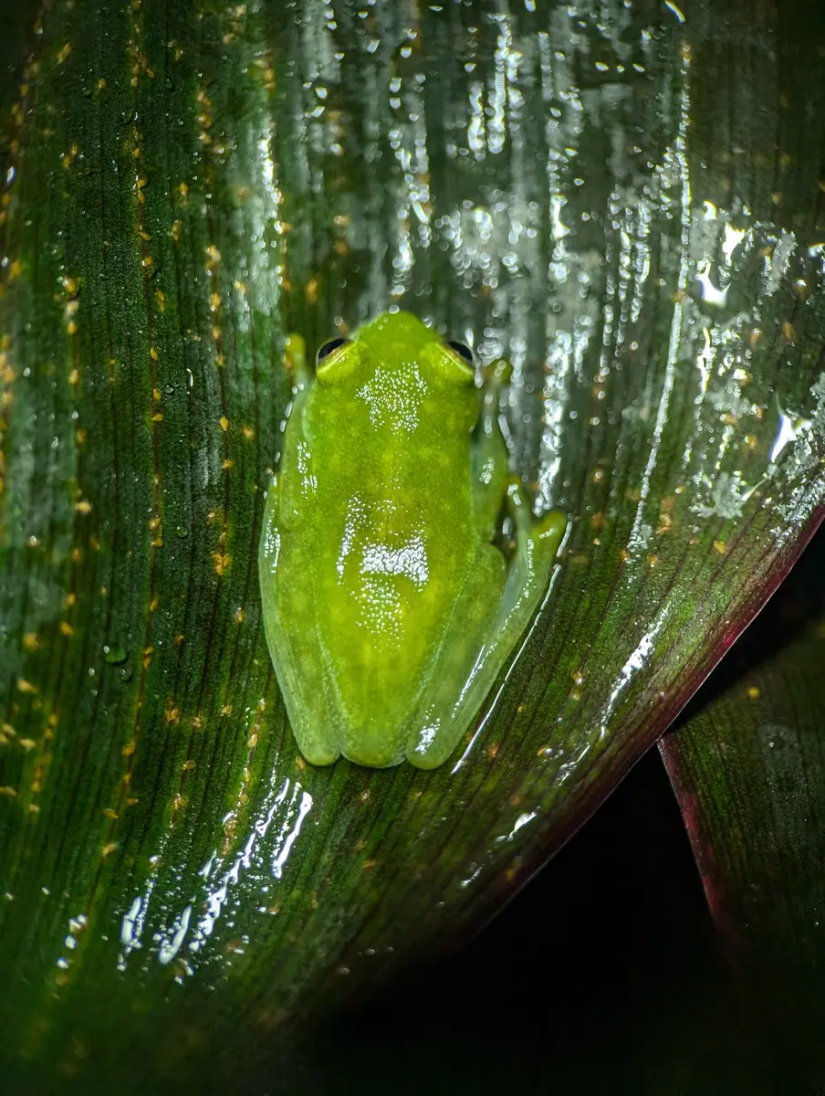 How Does the Glass Frog Turn Transparent? The Tiny Creature That Hides Its Blood While Sleeping