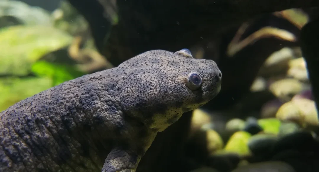 How Does the Iberian Ribbed Newt Use Its Ribs as Spines?