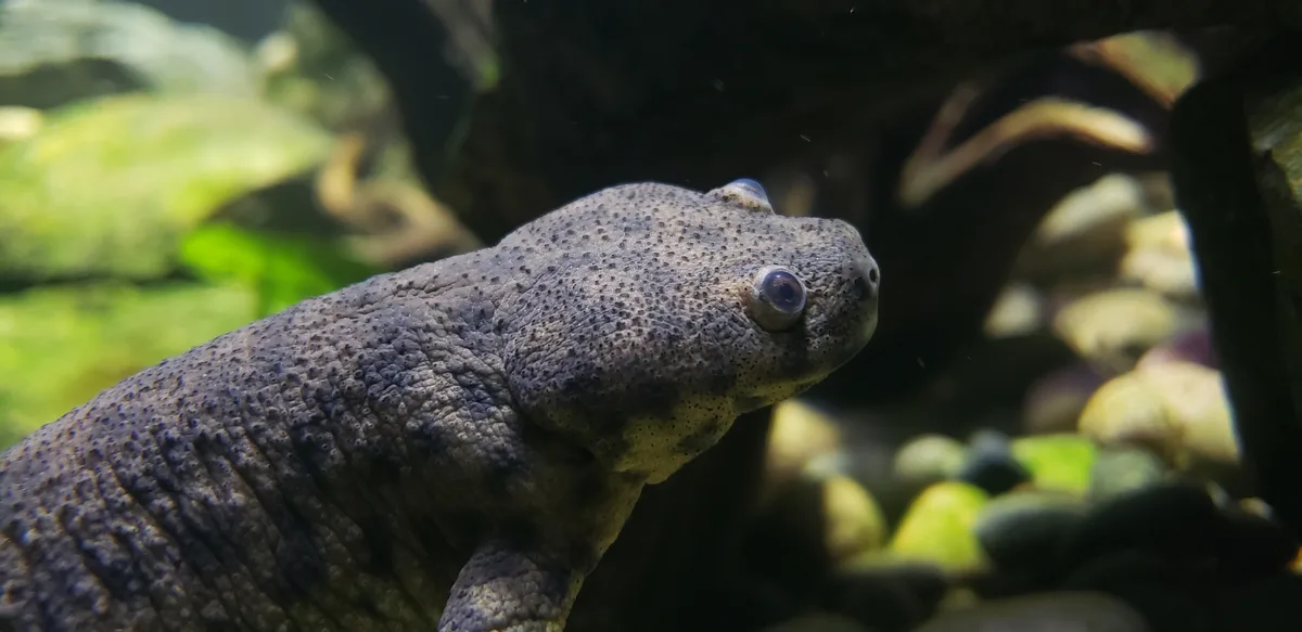 How Does the Iberian Ribbed Newt Use Its Ribs as Spines?