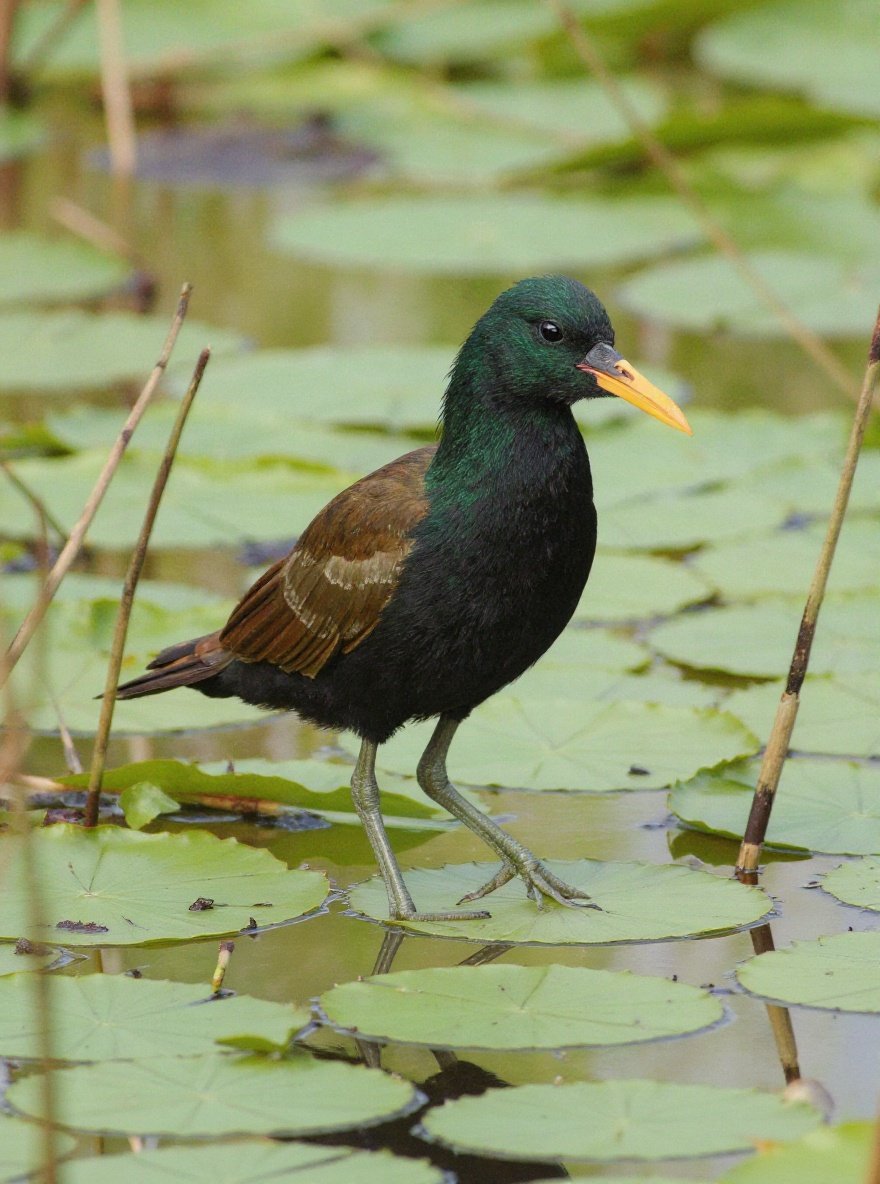 Noordelijke jacana beweegt tussen leliebladeren en riet in een rustig wetland.