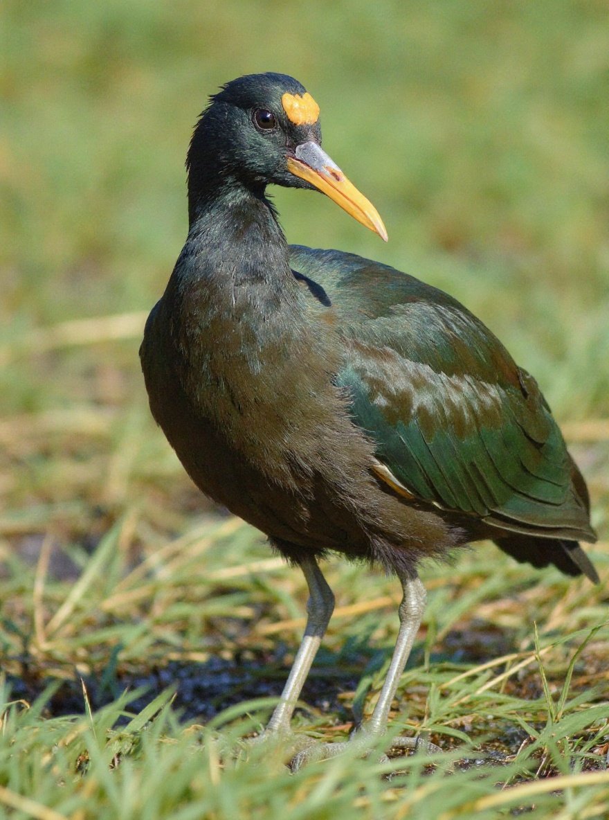 Portret van een noordelijke jacana waarbij een deel van de lange tenen zichtbaar is tussen waterplanten.