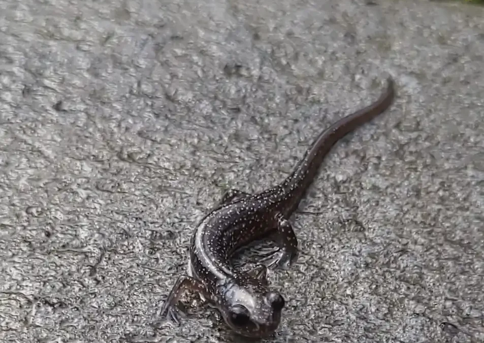 How Does a Lungless Salamander Breathe Through Its Skin?