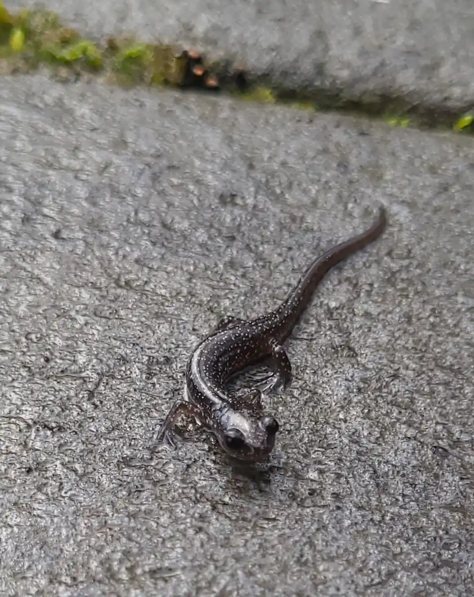 How Does a Lungless Salamander Breathe Through Its Skin?