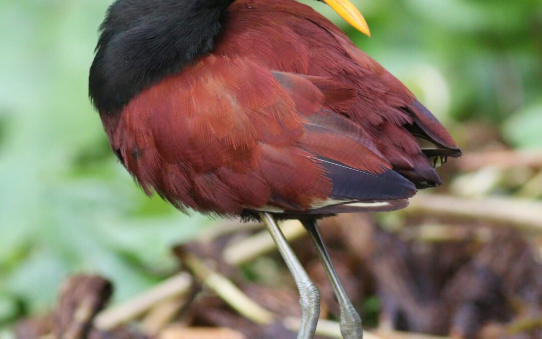 Northern jacana walking on floating vegetation in Tortuguero National Park, Costa Rica.