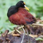 Northern jacana walking on floating vegetation in Tortuguero National Park, Costa Rica.