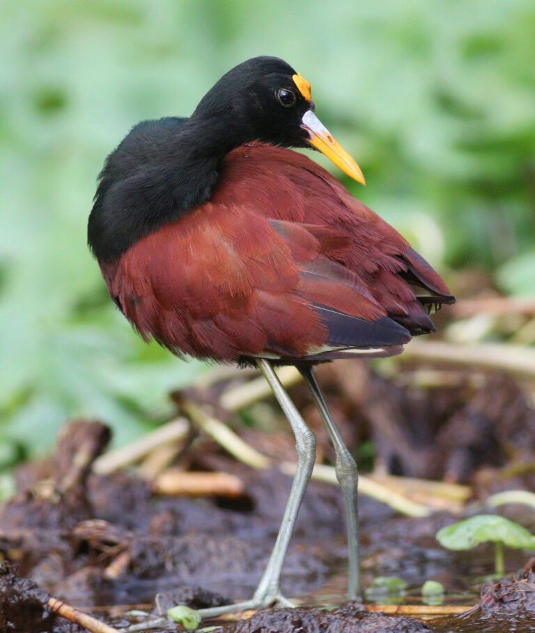 How Does the Jacana Walk on Leaves Without Sinking?