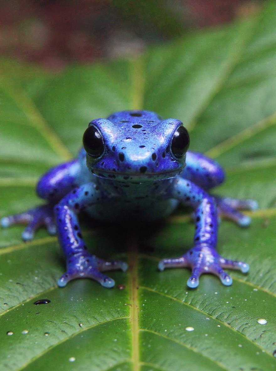 poisondartfrog — closeup