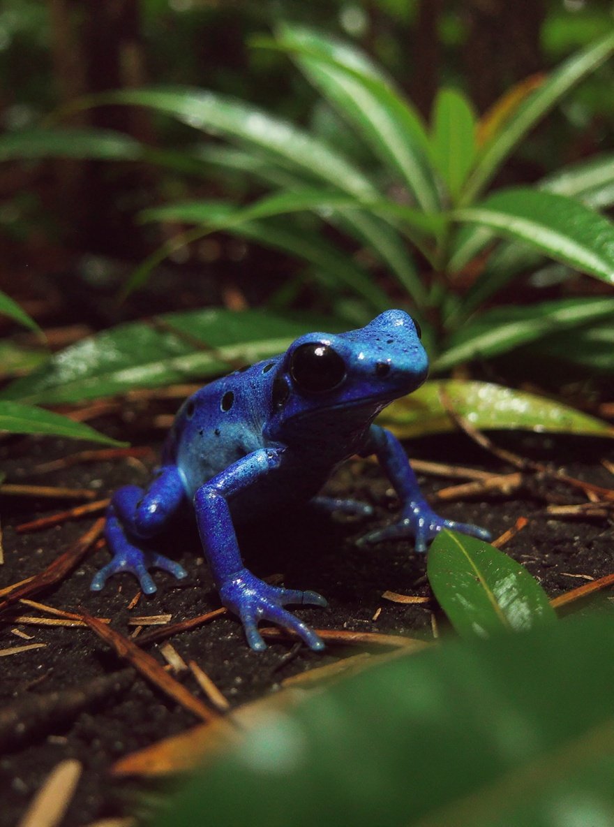 poisondartfrog — habitat