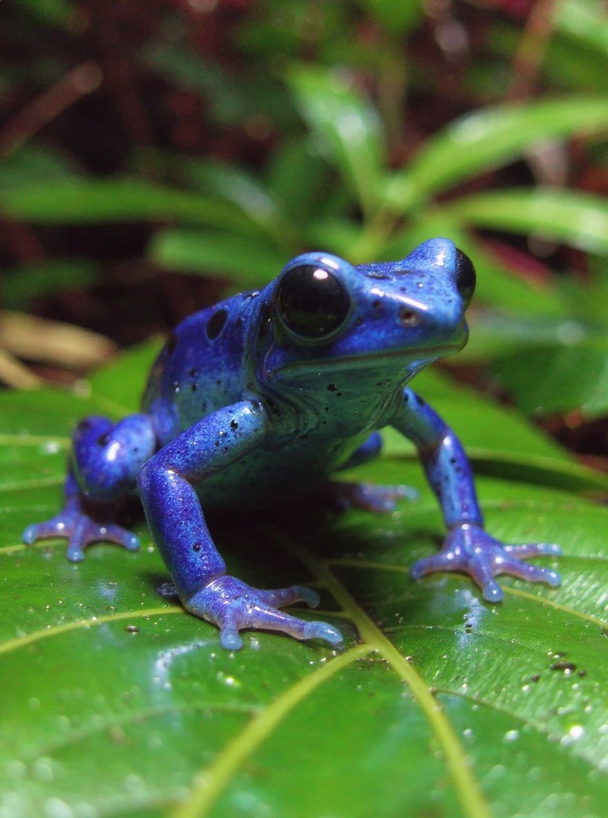 poisondartfrog — detail