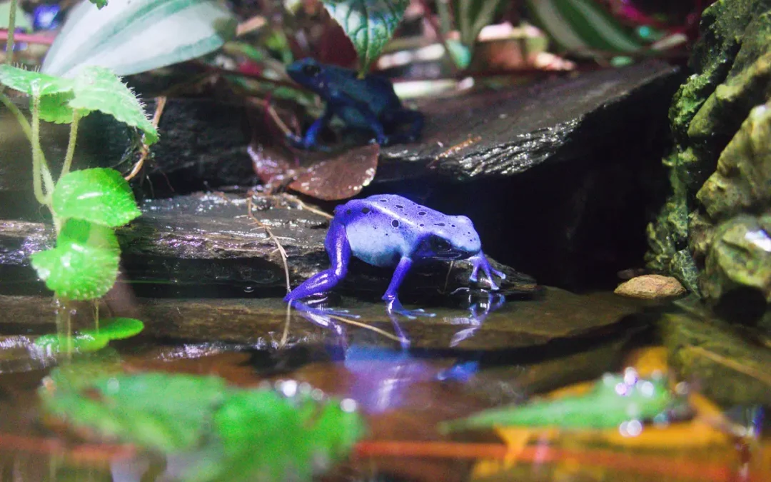 How Does a Poison Dart Frog Get Its Poison?