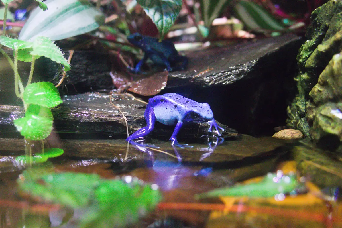 How Does a Poison Dart Frog Get Its Poison?