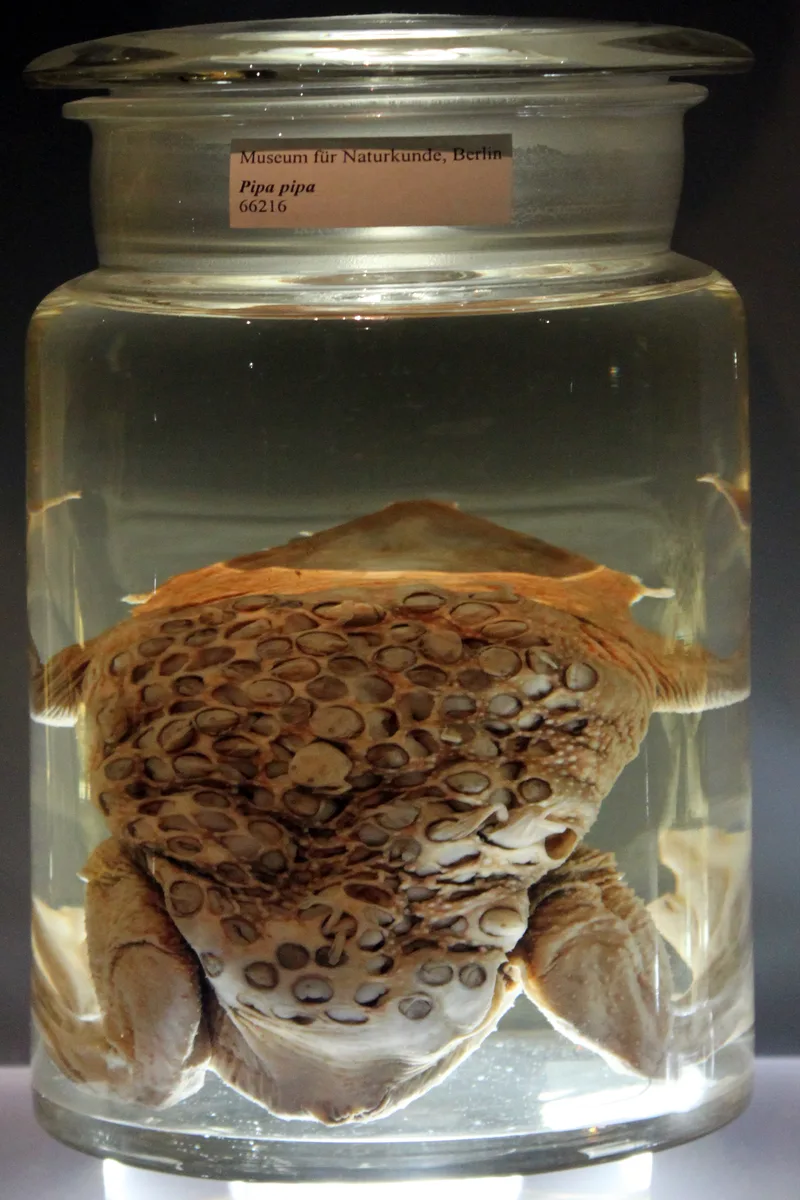 How Does the Surinam Toad Grow Its Young in Pockets on Its Back?