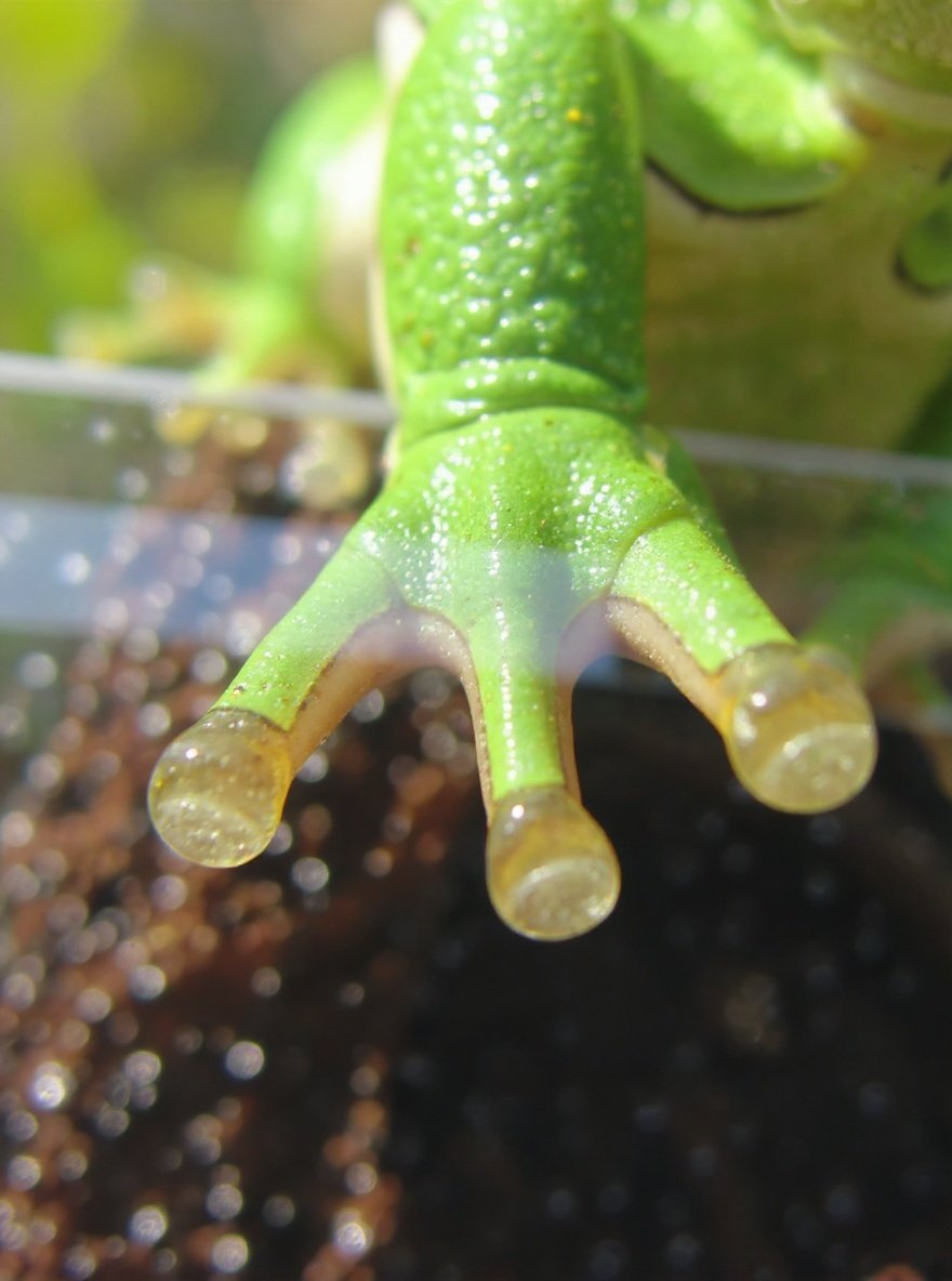 treefrog — closeup