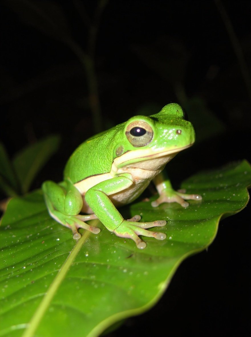 treefrog — detail