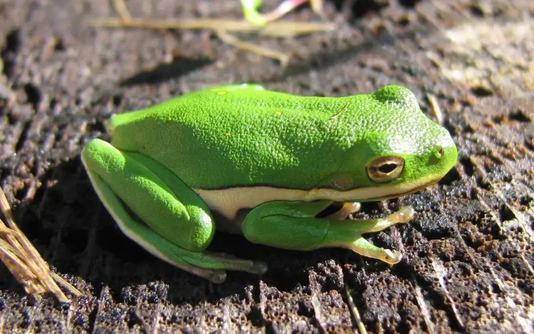 Why Doesn’t a Tree Frog Slip on Wet Glass? The Toe Pads That Inspired Tire Treads