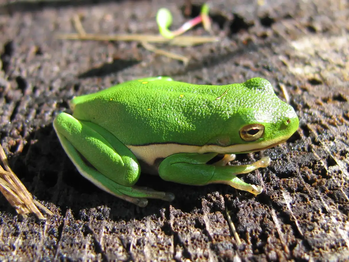 Green tree frog (Hyla cinerea) — sticky toe pads on a smooth wet surface