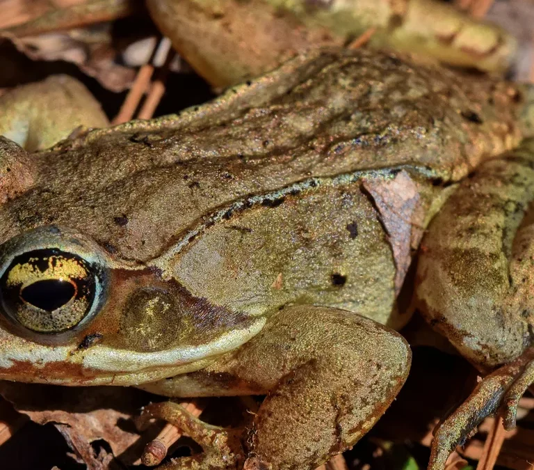 How Does a Frozen Frog Come Back to Life in Spring?